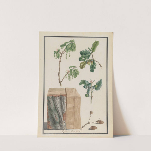 Studies of the blossoms, fruits and trunk of an English oak (Quercus robur) by Ludwig Pfleger