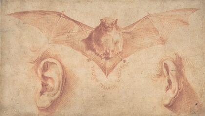 Studies of Two Ears and of a Bat. (1591-1652)
