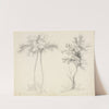 Studies of Upas and Maple Trees by Mary Altha Nims