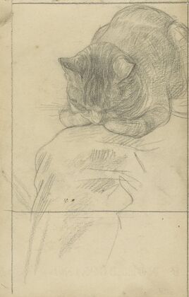 Studies van een kat