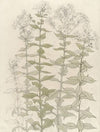 Studies van flox