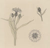 Studies van korenbloemen