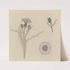 Studies van korenbloemen by Julie de Graag