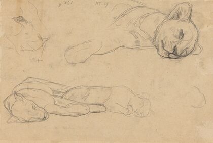 Studies van leeuwen