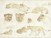 Studies van leeuwen
