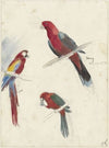 Studies van papegaaien