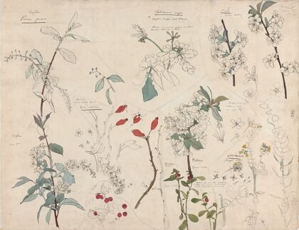 Studies van planten