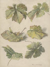 Studies van wingerdbladen