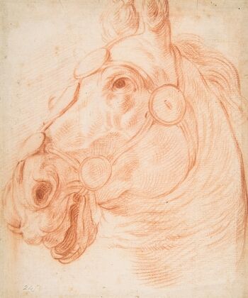 Study for a Horse’s Head — size preview