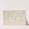 Study for Two Standing Pallah Deer by Samuel Daniell