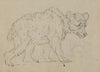 Study of a bear
