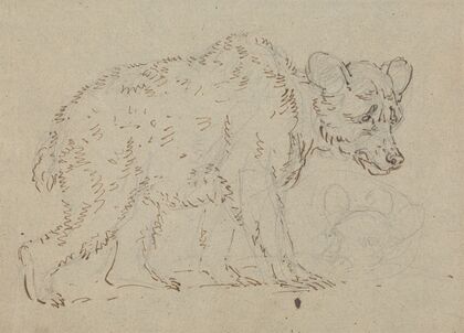 Study of a bear