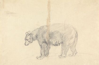 Study of a Bear.