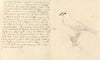 Study of a Bird