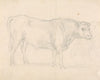 Study of a Bull