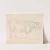 Study of a Bull by Sawrey Gilpin