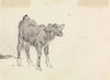 Study of a Calf.