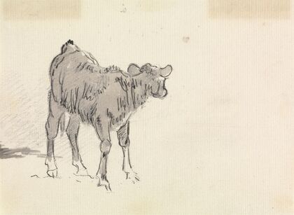 Study of a Calf.