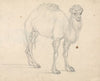 Study of a Camel facing right