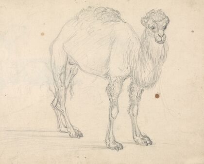 Study of a Camel facing right