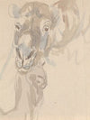 Study of a camel’s head