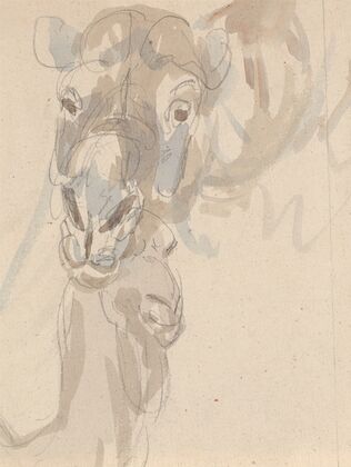 Study of a camel’s head