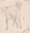 Study of a cantering horse