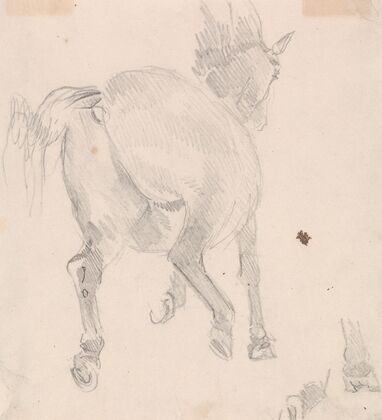 Study of a cantering horse