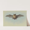 Study of a common pipistrelle bat by Archibald Thorburn