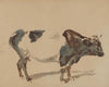 Study of a cow