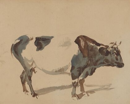 Study of a cow
