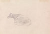 Study of a cow lying down