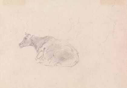 Study of a cow lying down