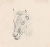 Study of a Cow’s Head