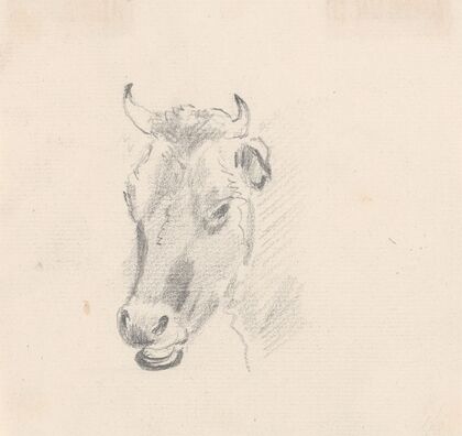 Study of a Cow’s Head
