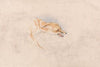 Study of a Crouching Fox, Facing Right