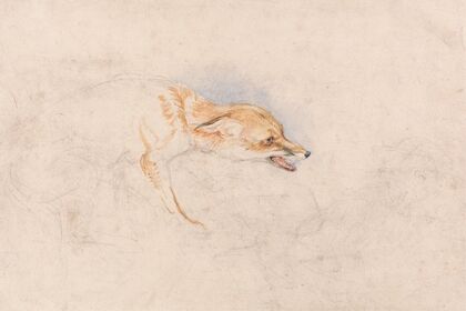 Study of a Crouching Fox, Facing Right