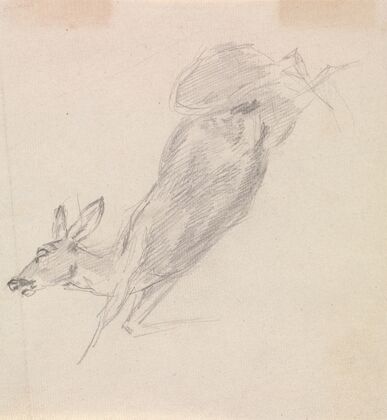 Study of a dead deer