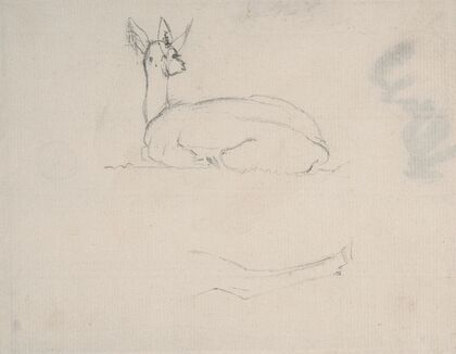 Study of a Deer Resting, back view
