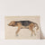 Study of a Dog Lying Down by Sir Edwin Henry Landseer