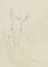 Study of a donkey depicted from the front (1860 - 1924)