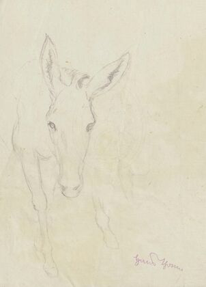 Study of a donkey depicted from the front (1860 - 1924)