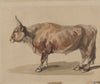 Study of a fawn ox