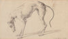 Study of a greyhound (1722)