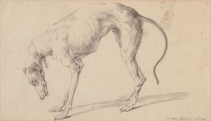 Study of a greyhound (1722)