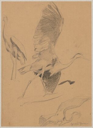 Study of a heron (1880)