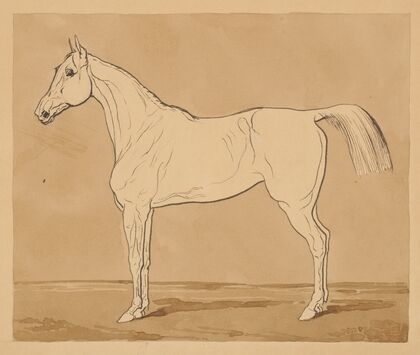 Study of a Horse II. — size preview
