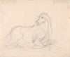 Study of a horse lying down