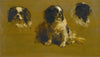 Study Of A King Charles Spaniel