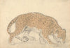 Study of a leopard